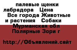 палевые щенки лабрадора › Цена ­ 30 000 - Все города Животные и растения » Собаки   . Мурманская обл.,Полярные Зори г.